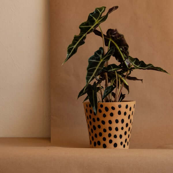 Anna Gates Studio handmade ceramic plant pot