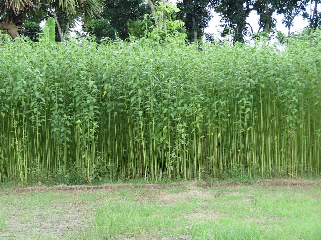 Jute Field, taken by Malcom Manners picture from wiki