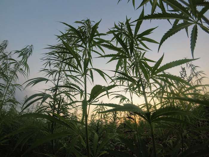 Hemp field, Hemp vs. Cotton