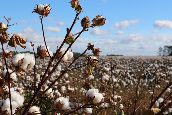 Cotton plant in field