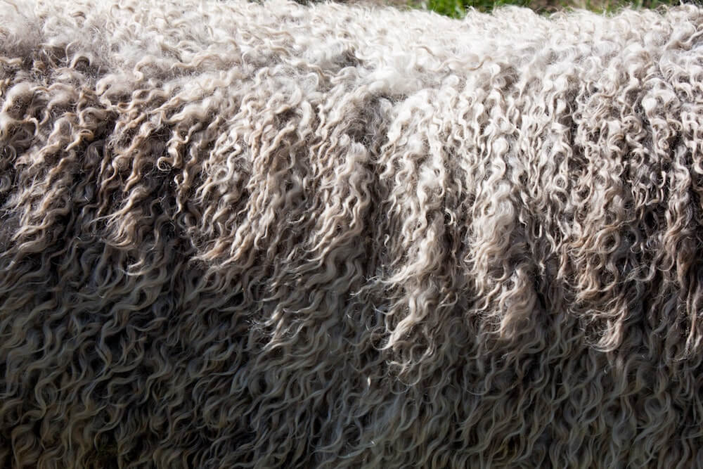 Merino wool https://unsplash.com/photos/B2Y0zdSbR8U?utm_source=unsplash&utm_medium=referral&utm_content=creditShareLink