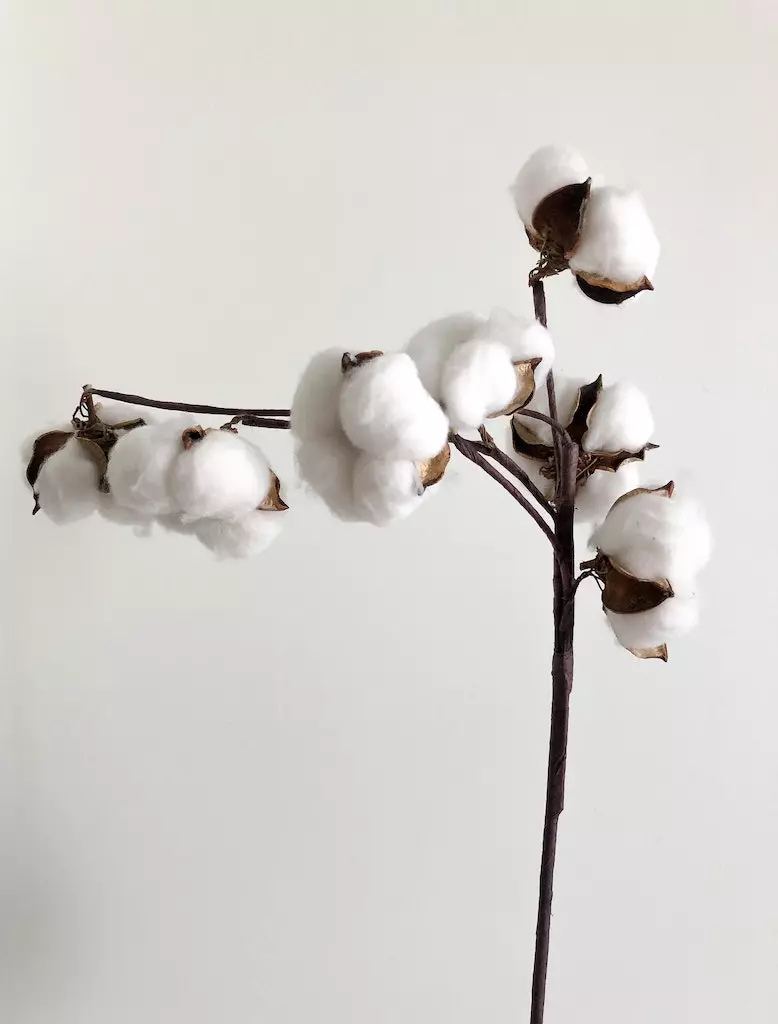 What is BCI cotton?