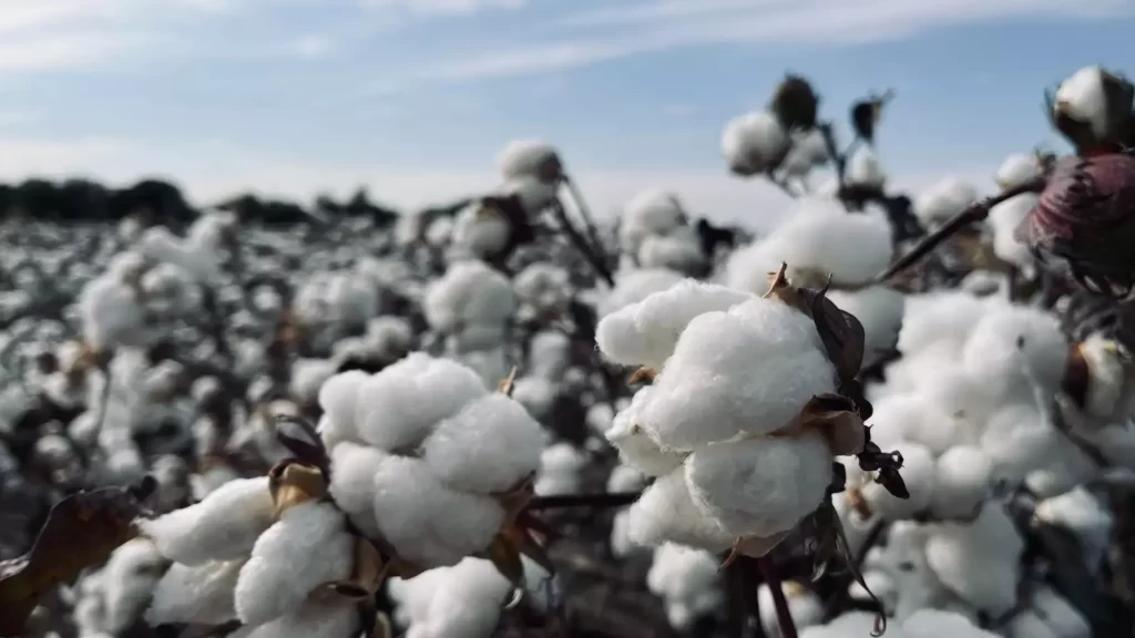 Cotton plant