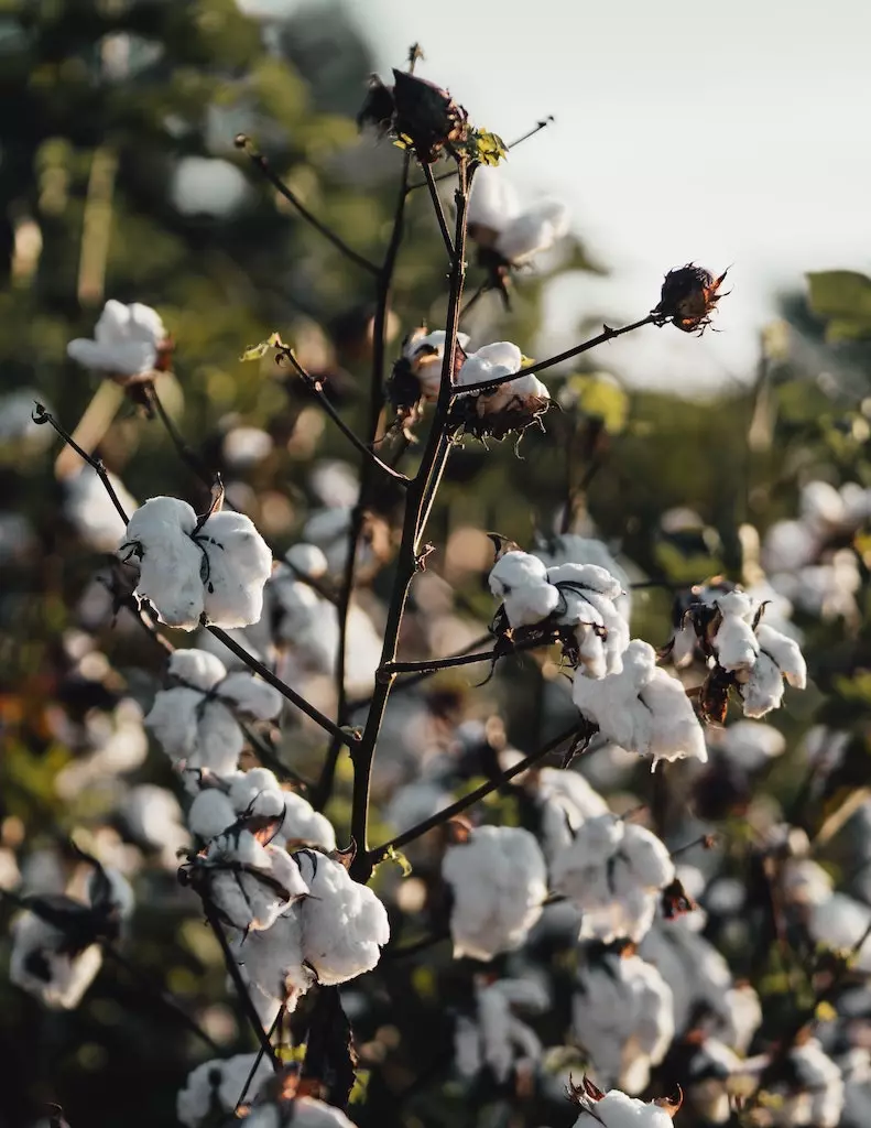 Orgaic cotton regenerative agriculture