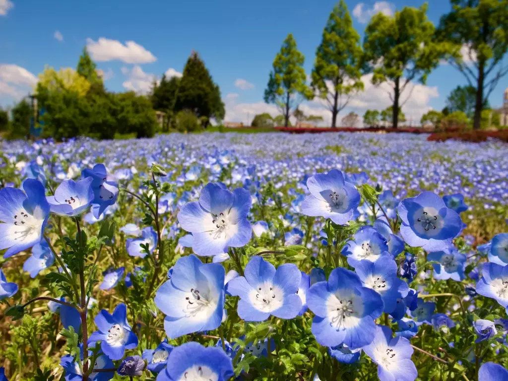 What do flax plants look like